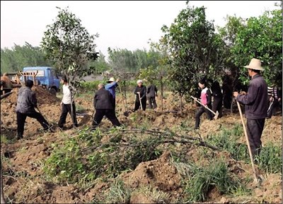 28日,村民在推平的麦地里忙着挖坑种树.新华社发