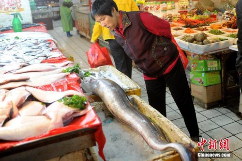 青岛渔民捕获近两米长巨型海鳗鱼