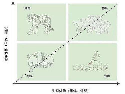 熊貓、猛虎、蟻群、狼群，看看你的企業(yè)是哪類？