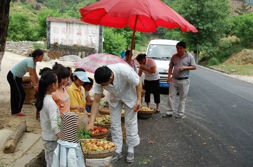 贵州平塘:2万亩桃树成当地村民摇钱树
