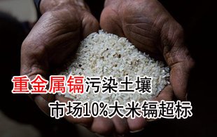 重金属镉污染土壤侵入稻米 市场10%大米镉超标