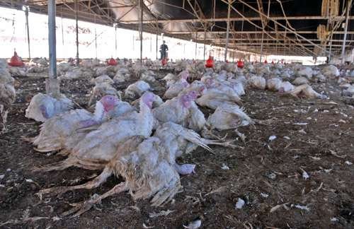 卫生部权威解答:禽流感不会发展成为规模疫情