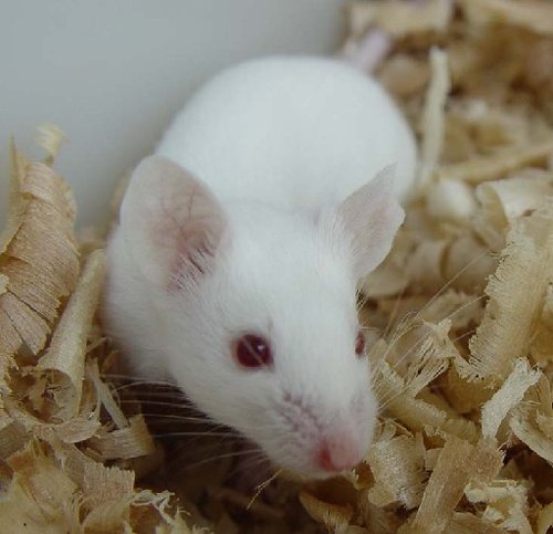 西班牙《世界报》2月26日报道 美国科学家发现,刚出生老鼠的心脏