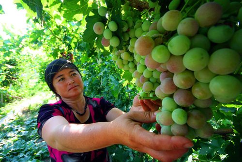 种植猕猴桃几年挂果_果树未挂果前收入来源