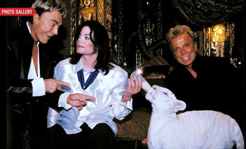 美国7000只老虎沦为笼中宠物 贩虎日润高过贩