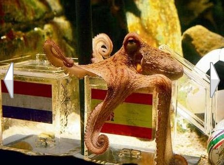 德国章鱼保罗转行广告帝 拍广告捐公益(组图