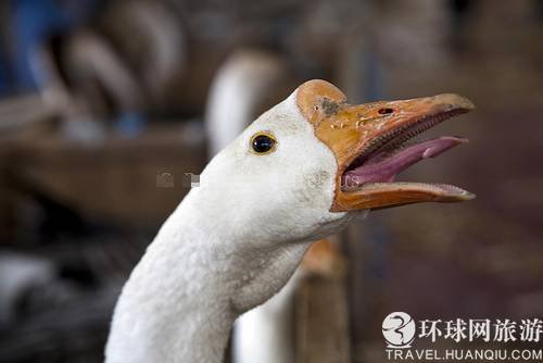 残忍至极!揭秘顶级美食鹅肝生产过程(组图)_新