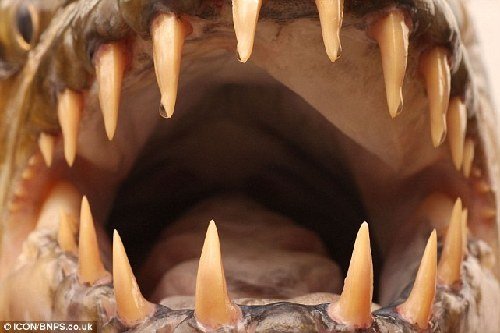 巨型虎鱼张开血盆大口,露出锋利的牙齿.