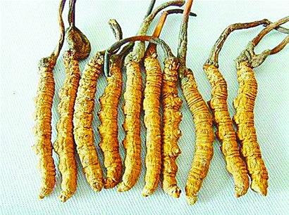 冬虫夏草“渐欲迷人眼” 假虫草混迹济南市场