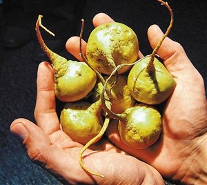 南美神药玛卡 国内价格狂涨