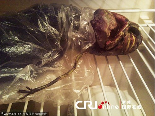 俄女孩保存外星人尸体长达两年