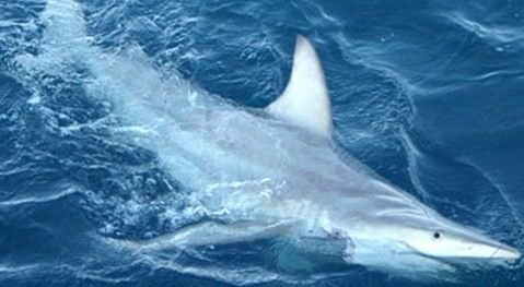 澳大利亚发现世界首批杂交鲨鱼(图)