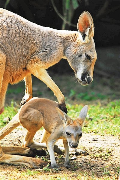 深圳野生动物园袋鼠园里一只袋鼠宝宝,在妈妈育儿袋里养了6个多月后