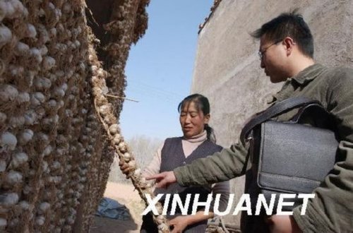 大蒜之乡过半蒜商亏钱 20年老蒜农越种越迷茫