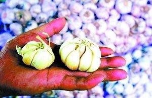 “疯狂的大蒜”贵过猪肉 身价短期暴涨100倍