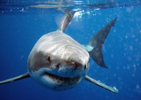 南非一男子冲浪时被大白鲨咬住惊险逃生(图)