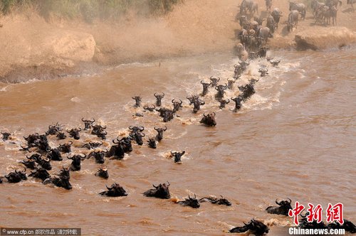 非洲角马迁徙 “百万雄师过大江“场面震撼_财经_腾讯网