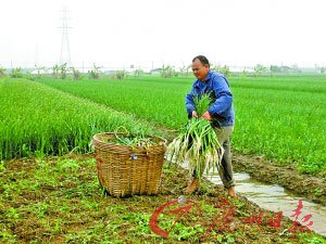 蒜价大跌菜农跟风蚀本 每亩亏损接近1000元(图)