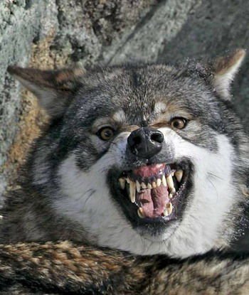 哈萨克斯坦男子空手杀野狼 称以为是只狗(图)