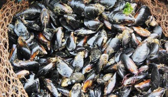 秦皇岛多人食用海虹中毒 政府要求全市禁捕禁售