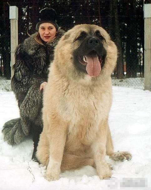 家有大狗!看看世界各国的"犬王"