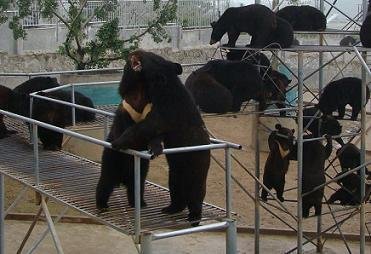 归真堂福建熊胆粉产地现场直击