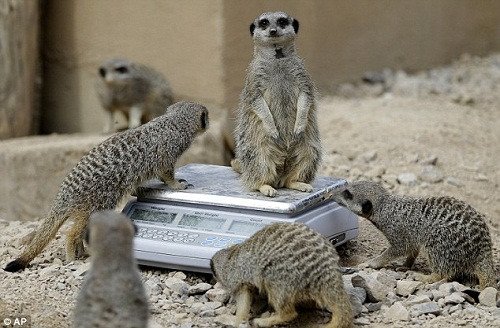 动物园给动物大体检 猫鼬好奇主动跳上秤台(图)