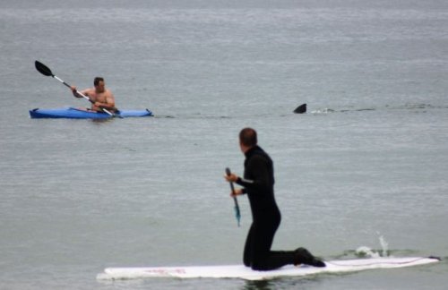 美国海滩出现成群大白鲨 在浅水区追逐猎物(图)