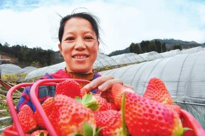 寿宁：水果种植合作社每年为贫困户增收4000多元