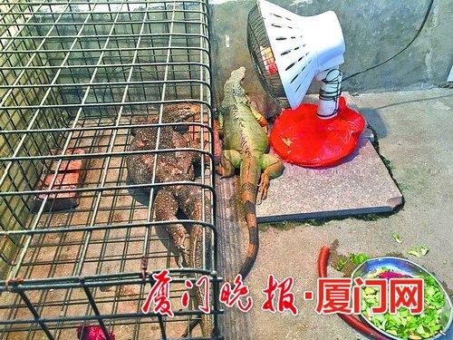 动物园配备取暖器 专门为两条蜥蜴供暖