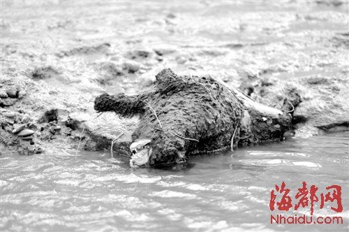 闽江上漂来一只黑熊尸体,打捞后让人大跌眼镜 黑熊尸体 黑熊尸体真相 闽江打捞黑熊尸体