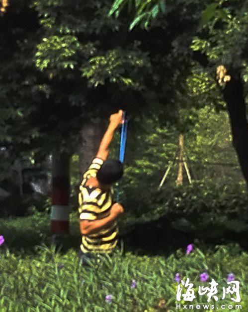 光明港公园内有人用弹弓打鸟 既伤鸟也可能伤人_大闽网_腾讯网