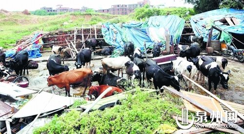 牛棚倒塌20多头牛受伤 主人救牛躲过一劫(图)