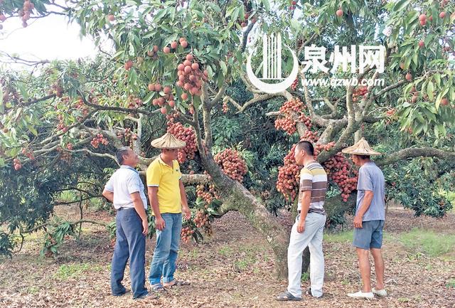 荔枝树树干长满荔枝 村民称种荔枝60年从未见过