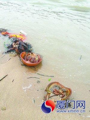厦大附近海滩中国鲎遭抛尸 疑是餐馆丢弃