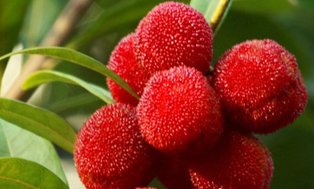 杨梅虫对人无害 专家教你健康吃杨梅