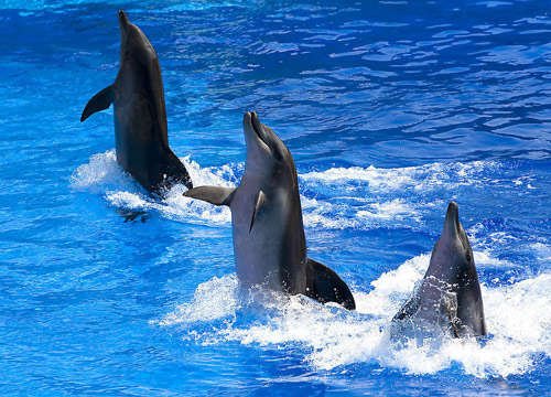 香港海洋公园 热带雨林动物新奇之旅