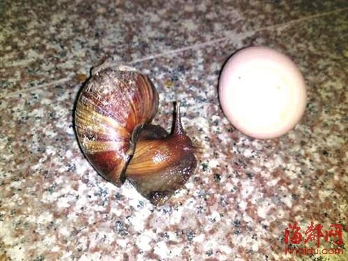 非洲大蜗牛大如鸡蛋入侵莆田 不能摸和吃