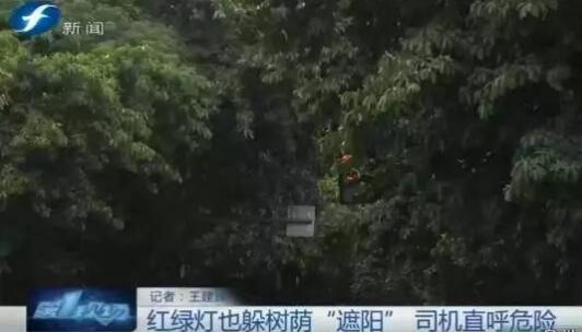 福州一路口信号灯隐蔽找不到 司机直呼危险