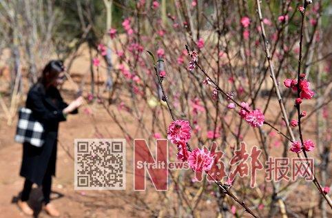 泉州山线绿道部分桃花开了 市民可边锻炼边赏花