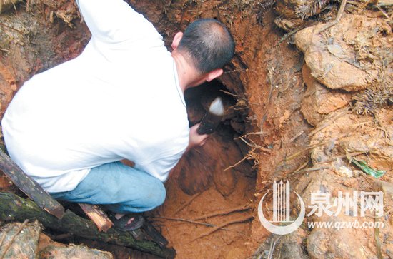 旅游 婚嫁 家居 亲子 新闻频道 村民挖坑抓野猪 (阿彬/供图) 清源山上