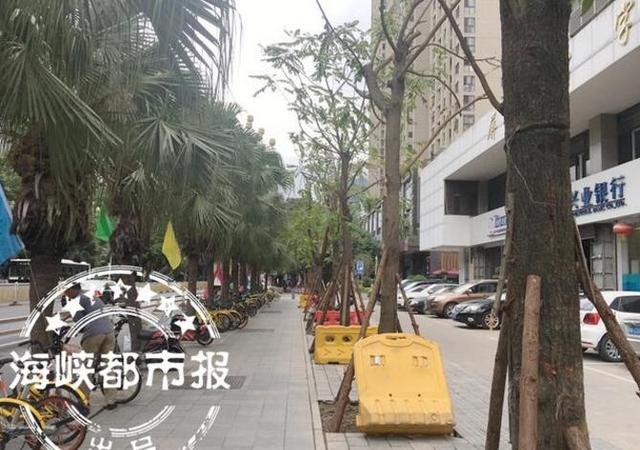 福州华林路增种13棵麻楝 这种树抗风能力强