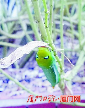 厦门现"外星毛毛虫":长得挺呆萌 身上带着毒