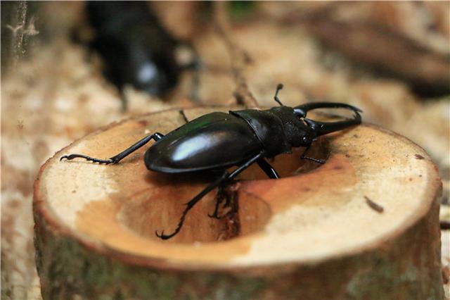 带娃又添新玩法 福州奇趣昆虫世界开幕啦!