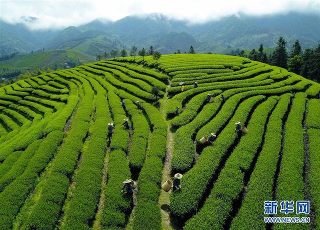 武夷山：生态茶园 祭茶喊山 