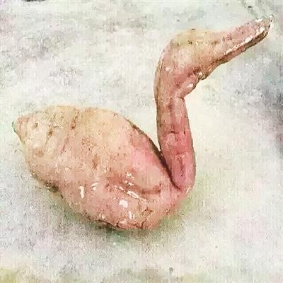 男子种地瓜种出鸭子 鸭身肥硕尾巴微微上翘