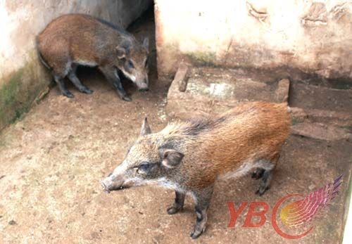 YBC创业青年袁彪:养殖野猪带来生态农家乐