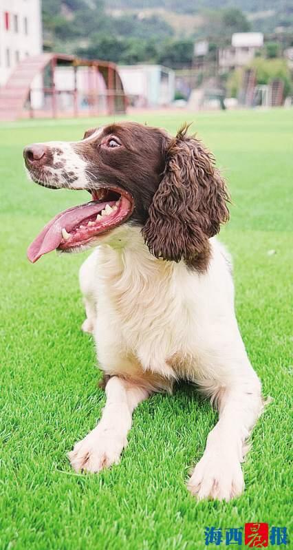 厦门消防搜救犬队驯导员易文斌昨退伍 泪别搜