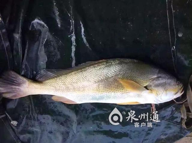 黄花鱼是海鲜吗_东海海鲜系列知识大全(2)