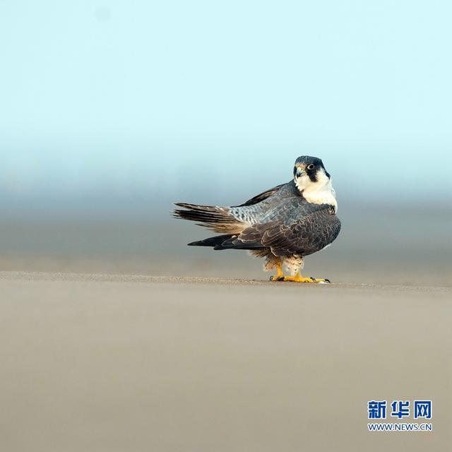 猛禽游隼现身闽江口沙洲